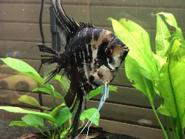 Hello fish people, meet my fish fam!