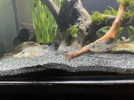 Sexing Bolivian Rams