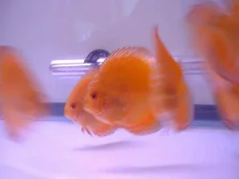 I got my Discus!