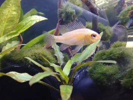55 gal in progress planted tank.