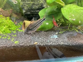 Unidentified Corydoras Species