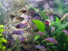 Dd's Tanks And Fish