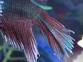 I think my betta fish has fin rot