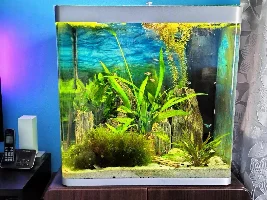VOTE NOW: May 2025 Tank of the Month Contest (31 US gallons and larger)