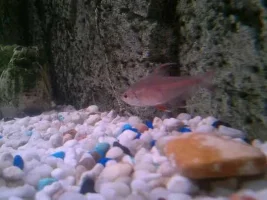 Moving New Tank