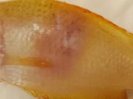 Fish Injury Identification