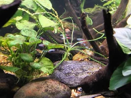 Photos of my aquariums