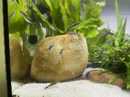 Lazzy Otocinclus Dwarf Catfish