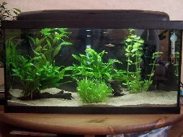 My Spike tailed Paradise Fish