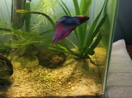 Betta photo shoot