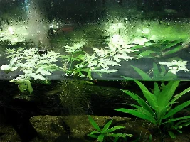 Long root surface plants