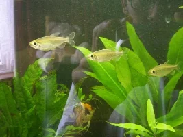 Congo tetras I bought yesterday
