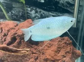 Three Spot Gourami Having Trouble Swimming