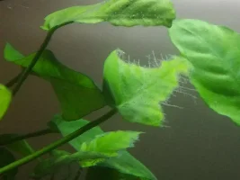 Anubias ID + deficiency??