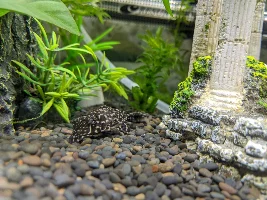 Driftwood & Mangrove Root & total random tank size questions