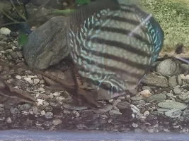 Discus Rediscovered
