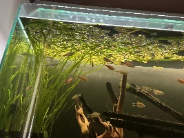 148.6L (39.2 gallon) aquarium journal