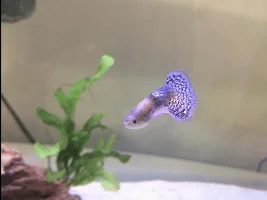 What is your dream tank?