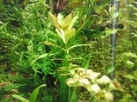 Planted tank ferts questions!