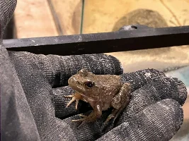 Polywag the American Bullfrog!