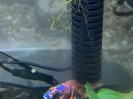 Wife’s new cichlids