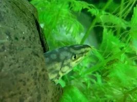 130 gallon planted tank