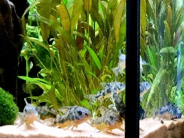 Little River Rio