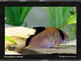 False Bandit Cory Please Help!
