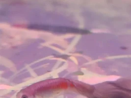 Fancy Guppy struggling to swim and fish death