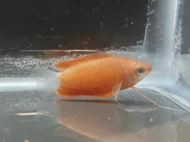 Honey Gourami