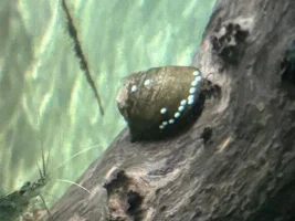 Any idea what these are on my Batman snails???
