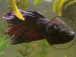 Health Question - White Spot on Betta’s Head?