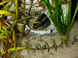 New Babies!!!