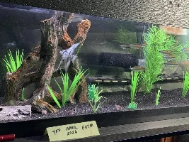 VOTE NOW - April 2026 Fish of the Month Contest(Corydoras)