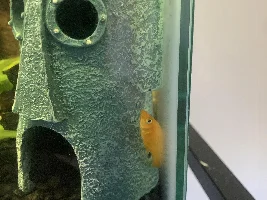 What is wrong with my Mollie.