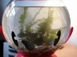 Newbie Betta Owner