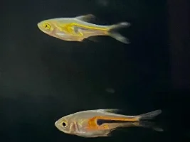 What rasbora special is this?