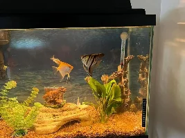 Unpopular Opinions (fish related)