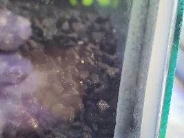 Water mites in Betta tanks?