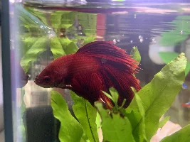 Help with treating my betta