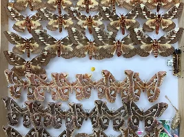 Any insect collectors amongst us?