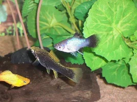 My New Platies
