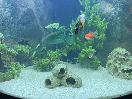 Juwel 190l Trigon - First Ever Aquarium