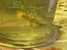 Guppy with protruding lump