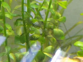 Staghorn or Black beard algae?
