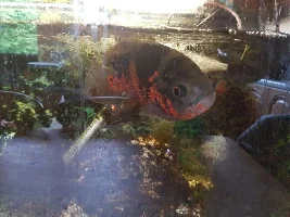 large oscar for sale and new here