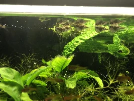 Hatchetfish experience
