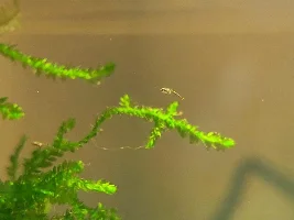 So Many Babies