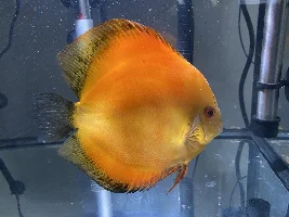 Discus fish illness - skin inside throat blocking airway