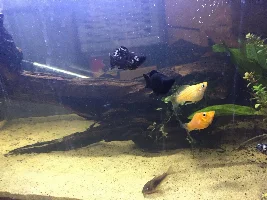 Mollies